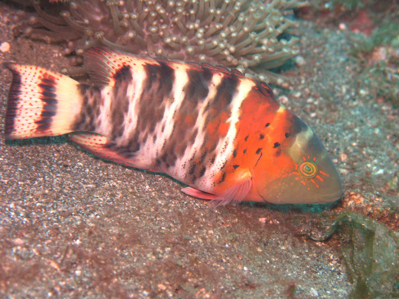 Cheilinus fasciatus (Tordo fasciato tropicale)